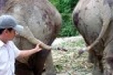 Expert: Vietnamese elephants can be extinct in next 10 years