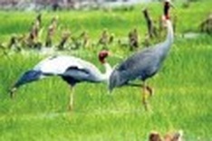 Nation's species face extinction