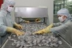 VASEP determined to protect shrimp exporters