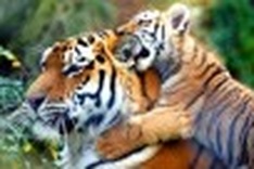 Interpol helps Vietnam protect tiger