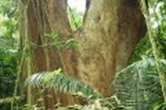 Exploring Cuc Phuong National Park