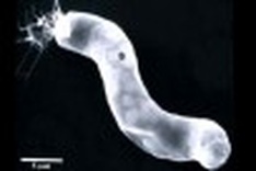 NASA scientist finds evidence of alien life