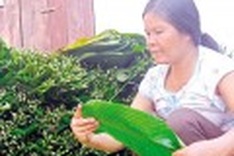 Legendary Chung Cake from Thanh Khuc Village