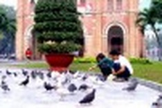 Man feeds city pigeons, others eat them