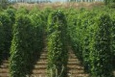 Indian planters to emulate Vietnam's model of pepper cultivation