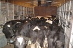 Vinamilk imports 400 cows from New Zealand