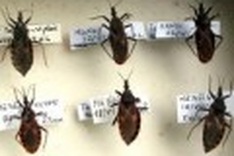 Biggest group of blood-sucking bugs found in Hanoi
