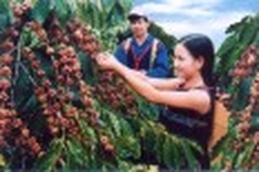 Fixing Vietnam's coffee export industry