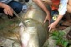 Another shark caught in central Vietnam