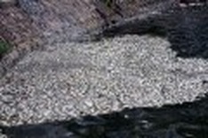 Vietnam's pollution issues no longer on back burner