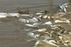 Sugar company causes massive fish deaths