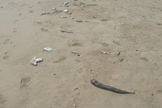 Fishermen in Quang Binh find layers of dead fish at local seabed