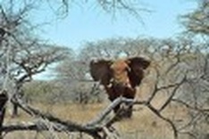 Kenyan conservationists worried over rising ivory demand
