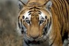 Tiger poo repels Australia's pests: scientist