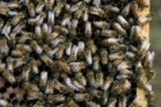 UN alarmed at huge decline in bee numbers