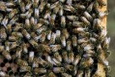 US bee expert awarded Tyler Environment Prize