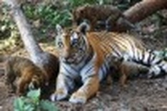 India's tiger numbers up in new count