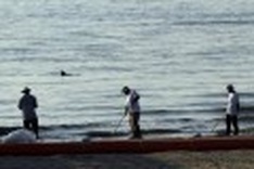 Dolphin toll from BP oil spill far higher: study
