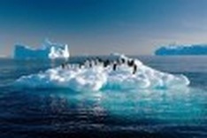 Young penguins dying due to lack of food: study