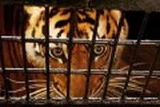 Forest clearance threatens Sumatran tigers: WWF