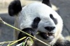 World's oldest panda, 34, dies in China