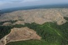 Greenpeace says Barbie doll is forest vandal