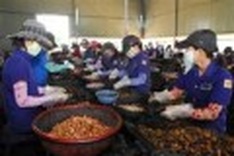 Cashew export value to reach 1b USD for first time