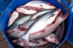 Catfishy: Vietnamese species embroiled in identity crisis