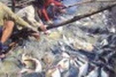 Catfish rules set to curb eco impact