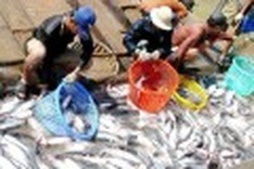 Tra fish removed from WWF’s red list