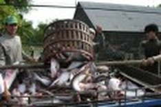 Meeting global industry standards a costly exercise for tra fish farms