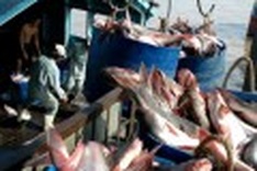 New troubles for Vietnam’s tra fish in Brazil