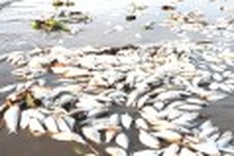 Massive amount of fish found dead along Cua Lo Beach