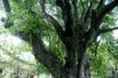 312 year-old tree recognised as a Vietnamese heritage