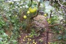 Fog means bad news for lime farmers in Nghe An