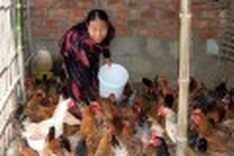 Domestic animal breeders taking a hit from imports