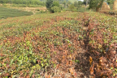 Nghe An tea growers hit by prolonged drought