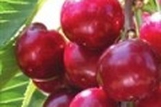 US cherry growers eye Vietnam