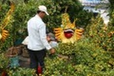 HCM City decorated by 40 flower markets for Tet