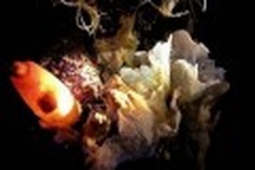 World's coral reefs could be gone by 2050: study