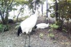 Japan presents Hanoi with pair of rare cranes