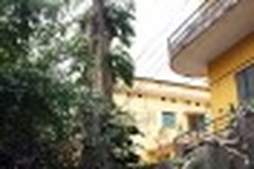 Tree removal process drags on