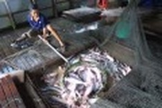 Tra fish farmer profits go to high interest loans