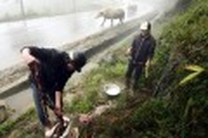 Cold spell kills 10,000 buffaloes and cows