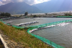 Illegal shrimp farms pollute world-recognised Lang Co Bay