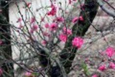 Tough year for kumquat and peach blossom growers
