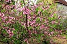 Peach blossoms, better late than never