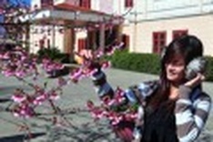 Stunning Japanese cherry blossoms in Sa Pa