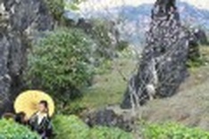 Stunning blossoms in Sa Pa