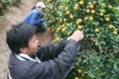 Promising harvest for Lunar New Year